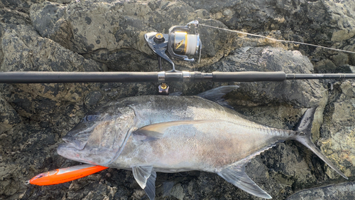 ロウニンアジの釣果