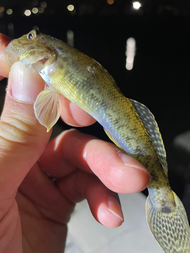 ハゼの釣果