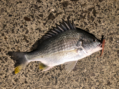 キビレの釣果