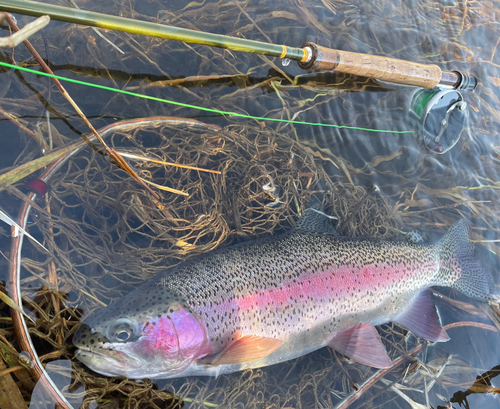 ニジマスの釣果