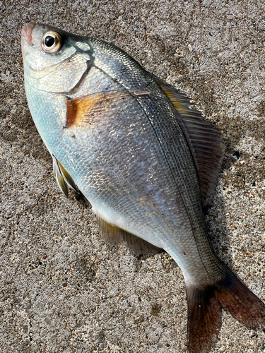 ウミタナゴの釣果