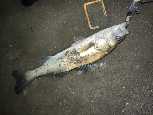 スズキの釣果