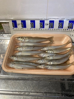 シロギスの釣果