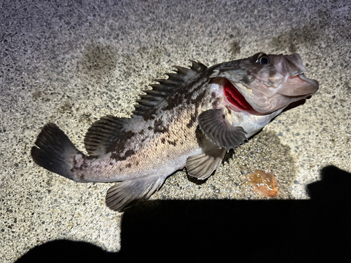 クロソイの釣果