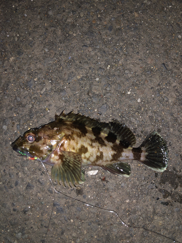 タケノコメバルの釣果