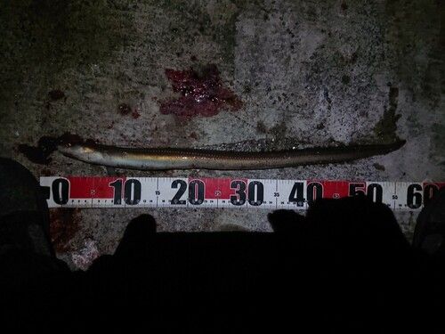 マアナゴの釣果