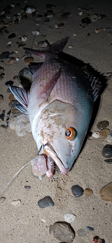 バラフエダイの釣果