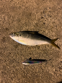 コノシロの釣果