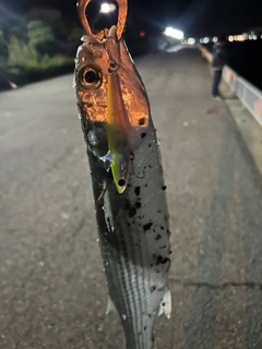 ボラの釣果