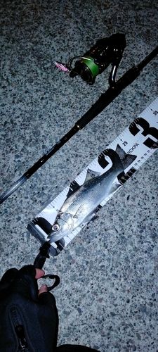 セイゴ（ヒラスズキ）の釣果