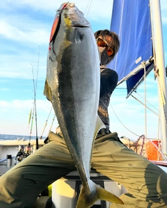 ブリの釣果