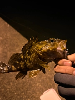 ガシラの釣果