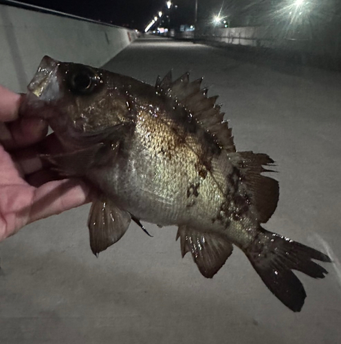 メバルの釣果