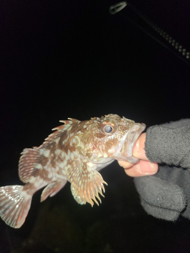 アラカブの釣果