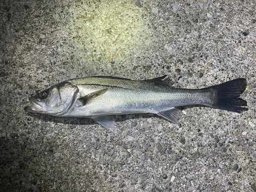 フッコ（マルスズキ）の釣果