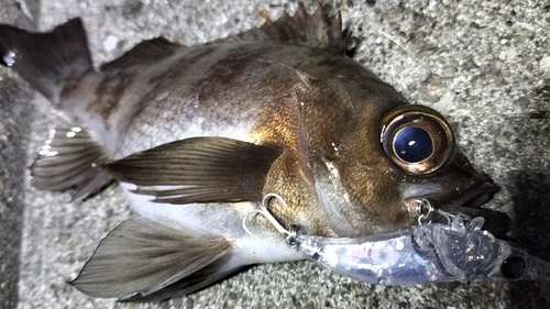 メバルの釣果