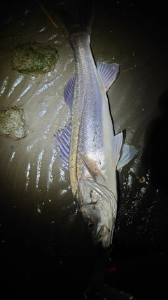 フッコ（マルスズキ）の釣果