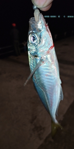 マアジの釣果