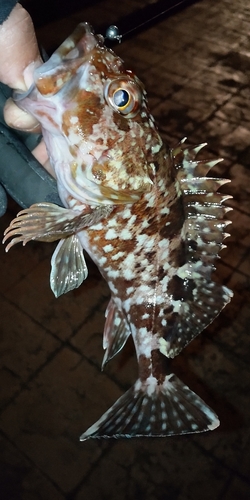 カサゴの釣果