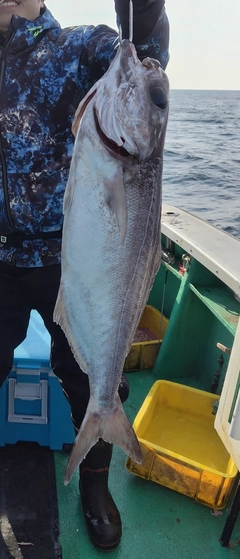 メダイの釣果