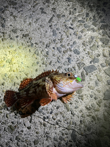 ガシラの釣果