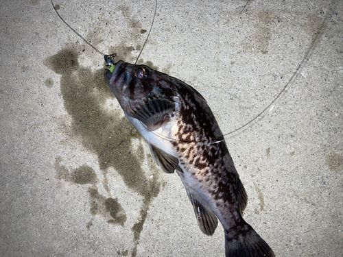 クロソイの釣果