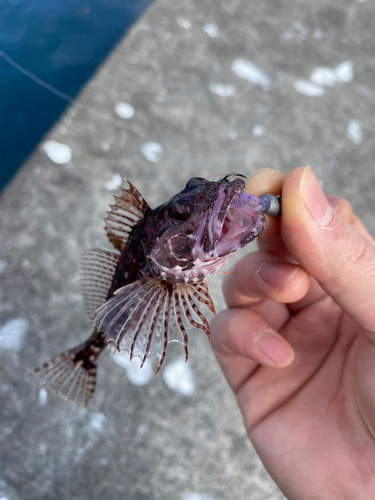 アイナメの釣果