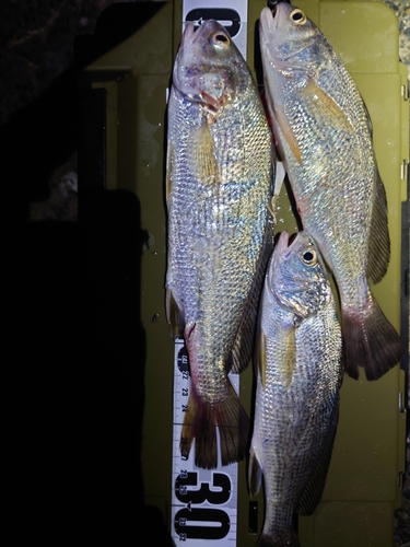 イシモチの釣果