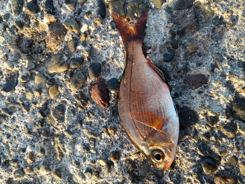 ウミタナゴの釣果