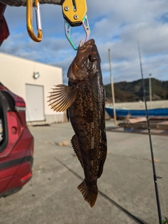 アイナメの釣果