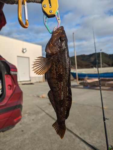 アイナメの釣果