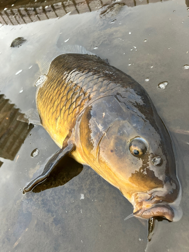 コイの釣果