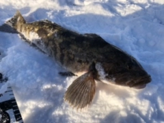 アイナメの釣果