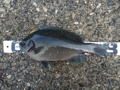 クチブトグレの釣果