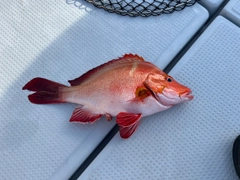 ヒメフエダイの釣果