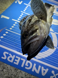 クロソイの釣果