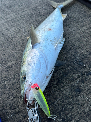 ブリの釣果