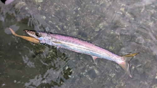 アカカマスの釣果