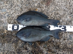 クチブトグレの釣果