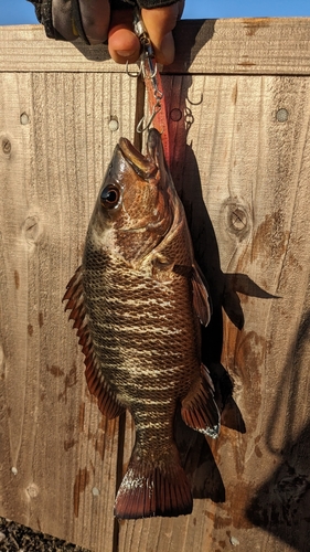 ゴマフエダイの釣果