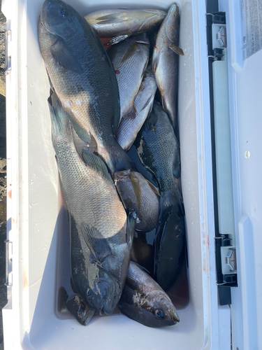 メジナの釣果