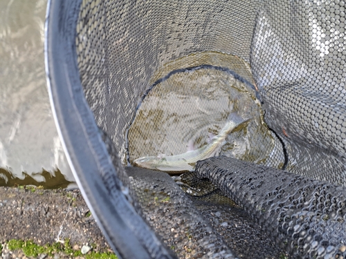 ニジマスの釣果