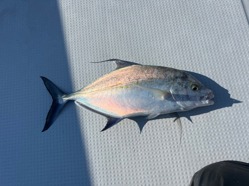 ナンヨウカイワリの釣果