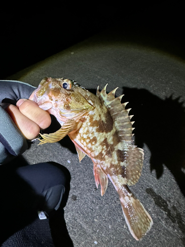 ガシラの釣果