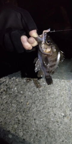 シロメバルの釣果