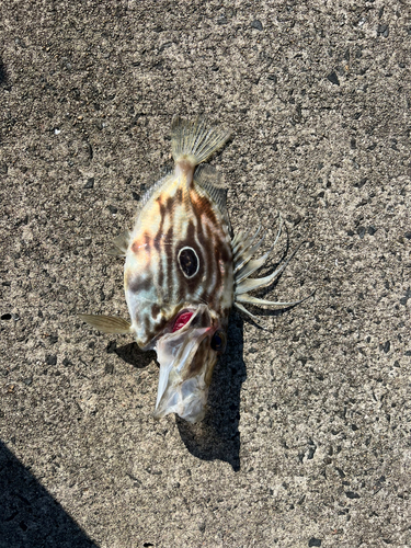 マトウダイの釣果