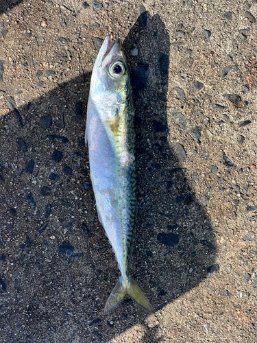 サバの釣果