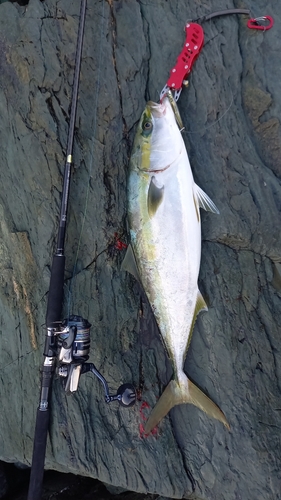 ハマチの釣果