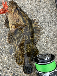 タケノコメバルの釣果