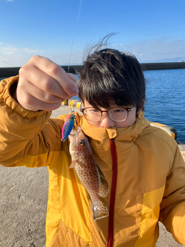 オオモンハタの釣果